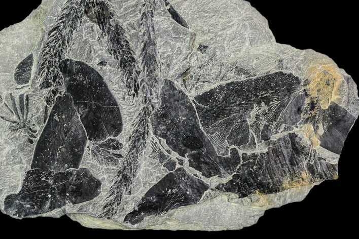 Fossil Plant (Macroneuropteris & Lycopodites) Plate - Kentucky #112941